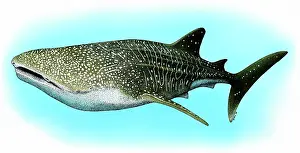 Typus: Whale Shark