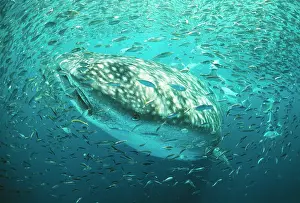 Douglas David Seifert: WHALE SHARK - in bait ball