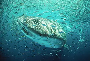 Douglas David Seifert: Whale Shark - In baitball, fish shoal