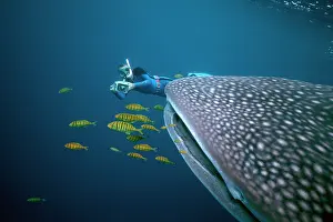 Cameraman: Whale Shark - Cameraman filming shark with Pilot