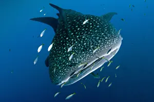 090919: Whale Shark - with Common Remora (Remora remora;