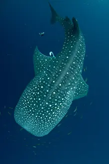 090919: Whale Shark - with Common Remoras (Remora remora