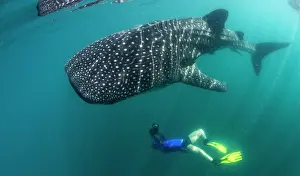 Lea Lee: Whale Shark - with diver