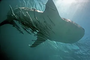 Remoras: Whale Shark - with dozens of sucker fish / Remora