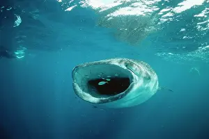 Douglas David Seifert: WHALE SHARK - feeding, front view, mouth open, with divers