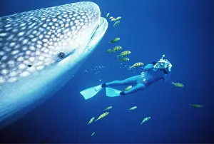 Size: WHALE SHARK - being filmed by scuba diver