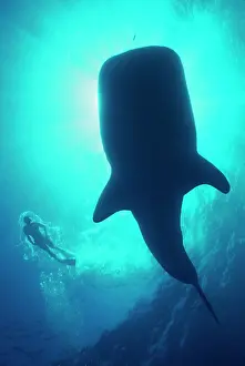 Snorkeller: Whale Shark - Large Whale shark in silhouette with