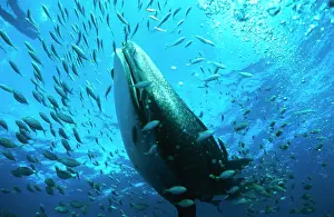 Schools: Whale shark - may grow to 18 metres and weigh 40, 000