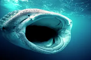 Size: Whale SHARK - mouth open for filter feeding
