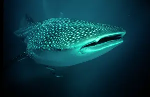 Typus: Whale Shark, Ningaloo Reef, Australia