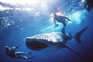 Photographed: WHALE SHARK - being photographed by scuba diver