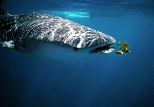 Naucrates: WHALE SHARK - with pilot fish