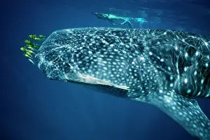 Snorkeller: Whale Shark - with pilot fish and Remora / Sucker