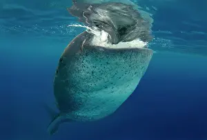 Typus: Whale shark (Rhincodon typus), Bohol Sea, Cebu