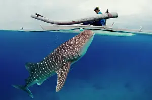 Typus: Whale shark (Rhincodon typus) Bohol Sea, Oslob
