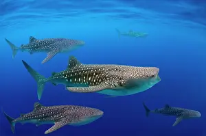 Typus: Whale shark (Rhincodon typus), Bohol Sea, Oslob