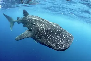 Typus: Whale shark (Rhincodon typus), Gulf of Mexico