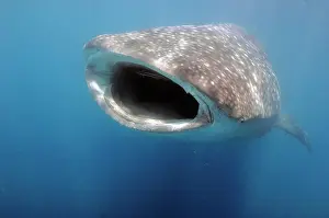 Typus: Whale shark (Rhincodon typus) swallows plankton