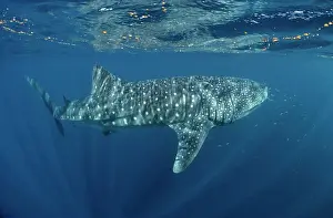 Typus: Whale Shark (Rhincodon typus) swimming below the