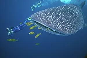 Speciosus: Whale Shark - Ron Taylor filming a giant Whale