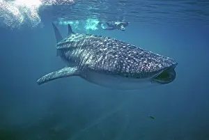Filming: Whale Shark - Ron Taylor filming a giant Whale shark