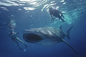 Filming: Whale Shark - Ron Taylor filming a giant Whale shark