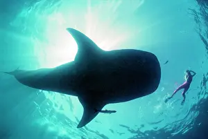 Snorkeller: Whale shark - Shark in silhouette with snorkeller
