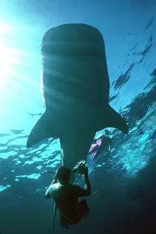 Snorkeller: Whale Shark - Shark in silhouette with snorkeller