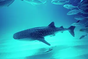 Trevally: Whale Shark - Shark is swimming near the bottom