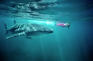Snorkeller: Whale Shark - With Snorkeller