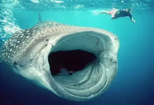 Snorkeller: WHALE SHARK and Snorkeller - mouth open feeding. 60ft long