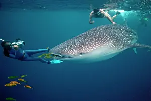 Snorkeller: Whale Shark - Snorkeller touching Whale shark