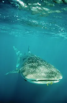 Douglas David Seifert: WHALE SHARK - front view with Pilot Fish