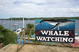 Advertisement: Whale watching advertisement near the harbour at