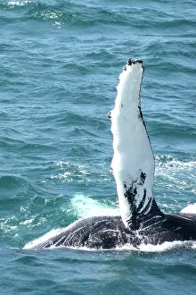 Fisch: Whale Watching from Harbour, Iceland, Reykjavik