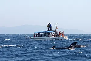 Gibraltar: Whale Watching - tourists on boat watching long-finned