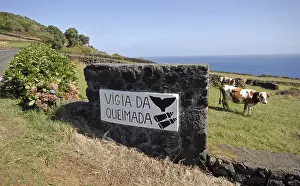 Tours: Whaler's Lookout Whale watching Lajes do Pico Azores