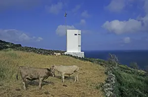 Tours: Whaler's Lookout Whale watching Pico island Azores Portugal