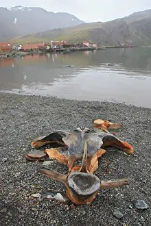 Whaling: Whale's bones in Grytviken - whaling station