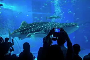 Prefecture: Whaleshark in the Churaumi Aquarium, Ocean Expo