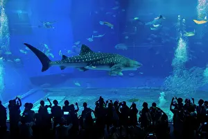 Prefecture: Whaleshark in the Churaumi Aquarium, Ocean Expo
