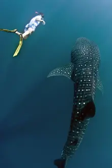 Snorkeller: Whaleshark - with diver