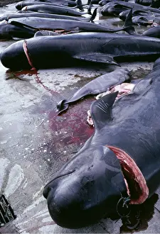 Exploitation: WHALING - Pilot whales dead on boat