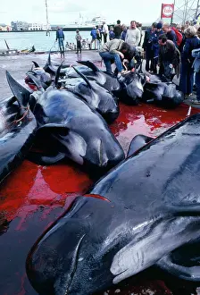 Quay: Whaling - Pilot Whales on quay to be measured