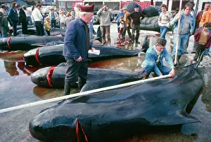 Carcass: Whaling - Pilot Whales, traditional beach whaling