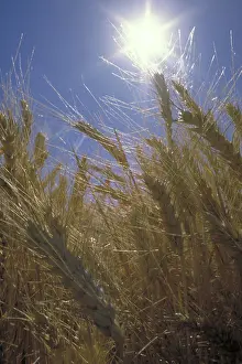 Grains: Wheat