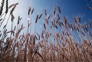 Cereals: WHEAT