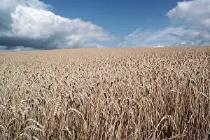 Cereals: WHEAT