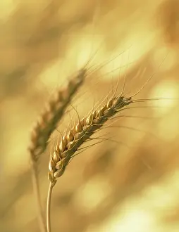 Bread: Wheat