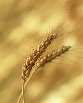 Bread: Wheat